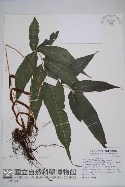 尾葉實蕨藏品圖，第1張