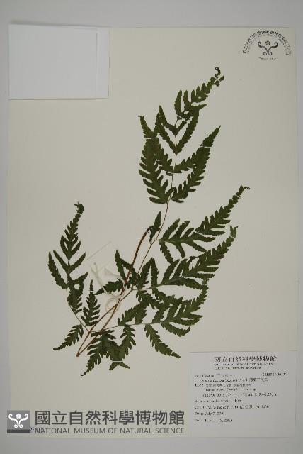 薄葉三叉蕨藏品圖，第1張