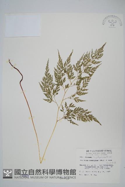 高山金粉蕨藏品圖，第1張