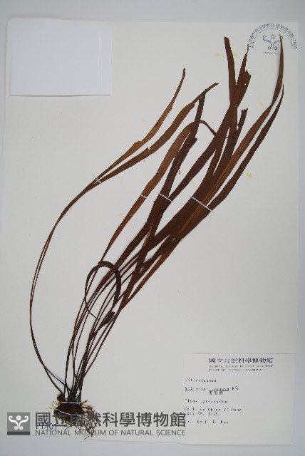 書帶蕨藏品圖，第1張