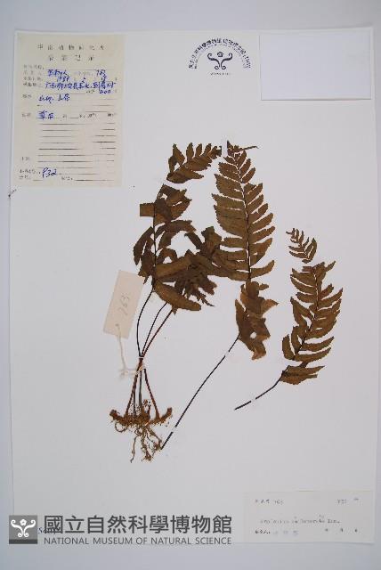 單邊鐵角蕨藏品圖，第1張
