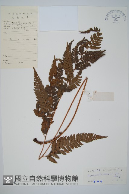 中華複葉耳蕨藏品圖，第1張