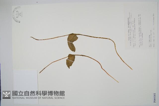 高山瓶爾小草、鈍頭瓶爾小草藏品圖，第1張