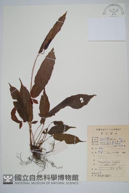 單葉新月蕨藏品圖，第1張