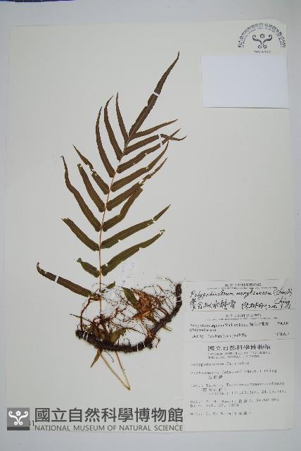 生根卷柏藏品圖，第1張