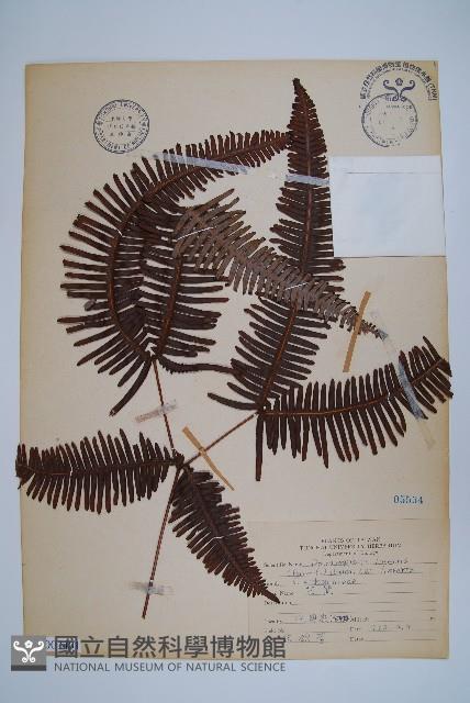 芒萁藏品圖，第1張