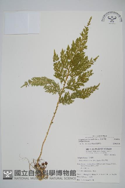 異葉卷柏藏品圖，第1張