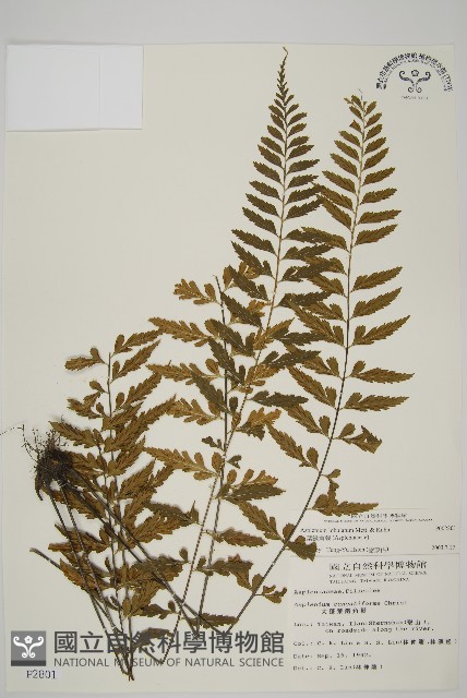 裂葉鐵角蕨藏品圖，第1張