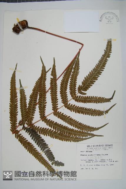 紅柄鳳尾蕨藏品圖，第1張