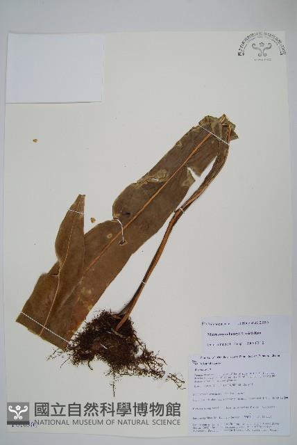 大星蕨藏品圖，第1張