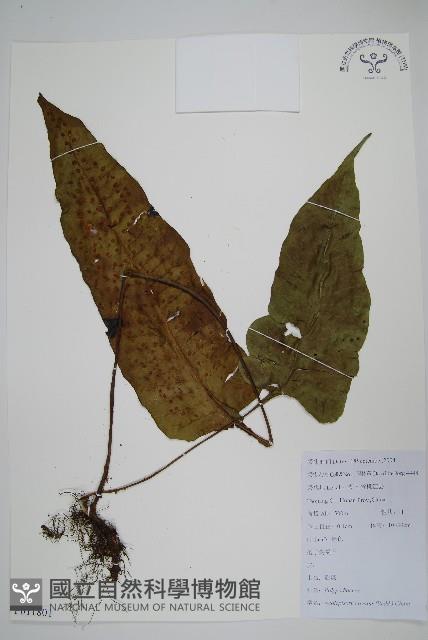 盾蕨藏品圖，第1張