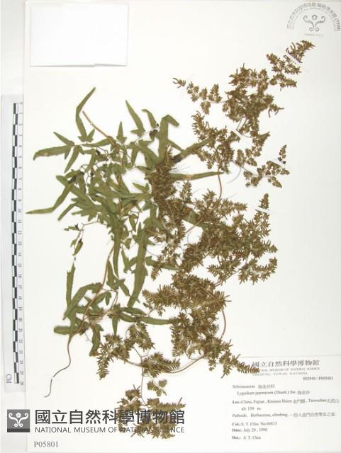 海金沙藏品圖，第1張