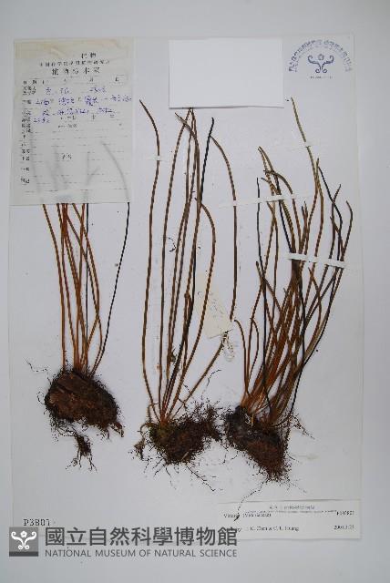 登錄號:P003801藏品圖，第1張