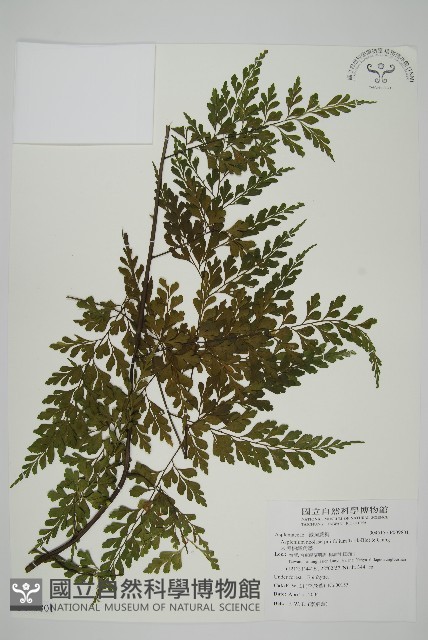 大黑柄鐵角蕨、黃鱗鐵角蕨、大羽鐵角蕨藏品圖，第1張