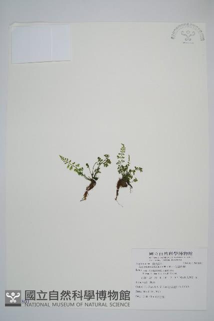 小葉鐵角蕨藏品圖，第1張