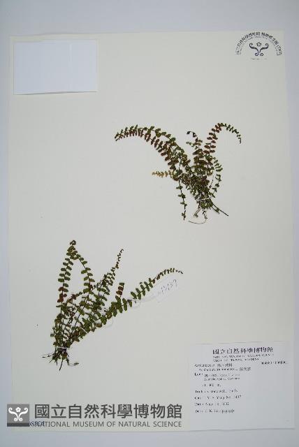 鐵角蕨藏品圖，第1張