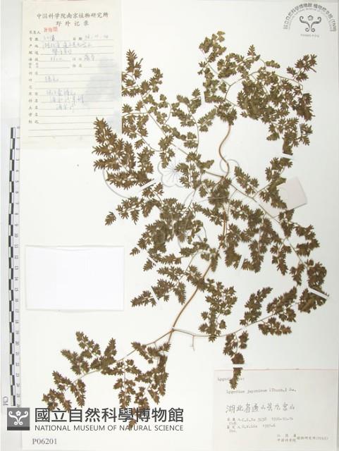 海金沙藏品圖，第1張