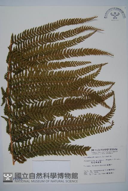 粗毛鱗蓋蕨藏品圖，第1張