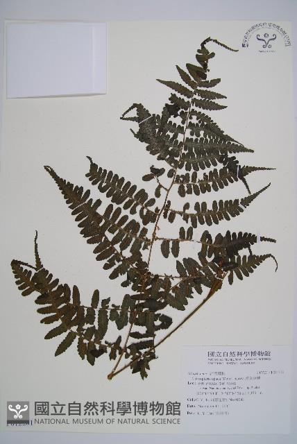 黑葉貞蕨藏品圖，第1張