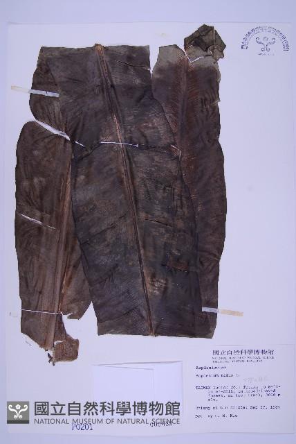 臺灣山蘇花藏品圖，第1張