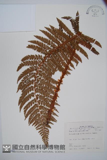 尖葉耳蕨藏品圖，第1張
