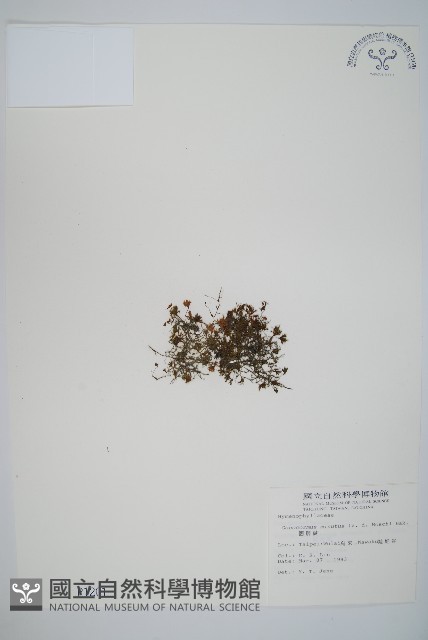 團扇蕨藏品圖，第1張