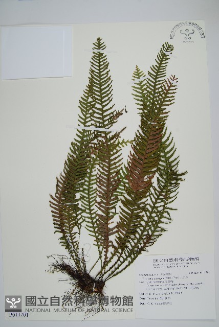 穴子蕨藏品圖，第1張