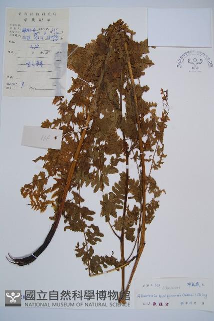 薄蓋短腸蕨藏品圖，第1張