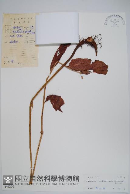 紅色新月蕨藏品圖，第1張