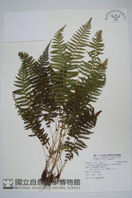 縮羽金星蕨藏品圖，第1張