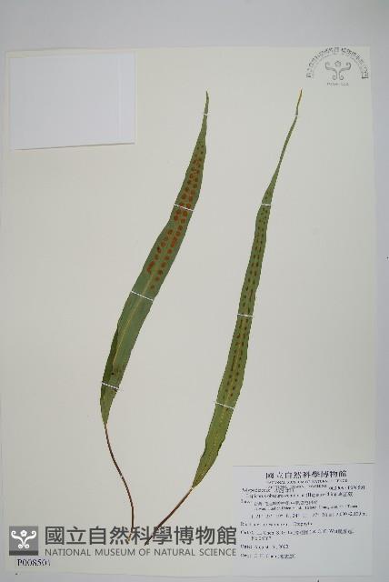 粵瓦葦藏品圖，第1張