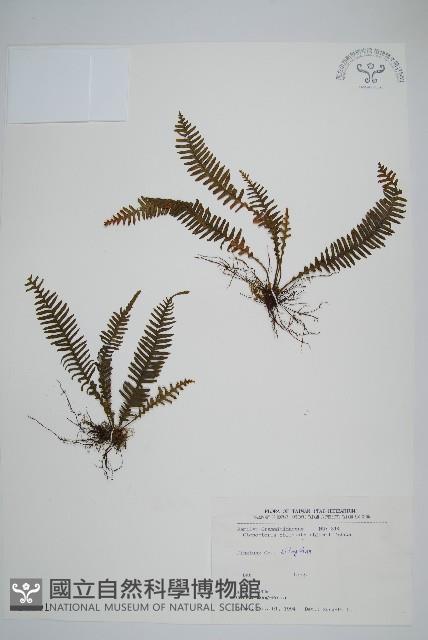 密毛蒿蕨藏品圖，第1張