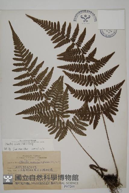 愛德氏肋毛蕨藏品圖，第1張
