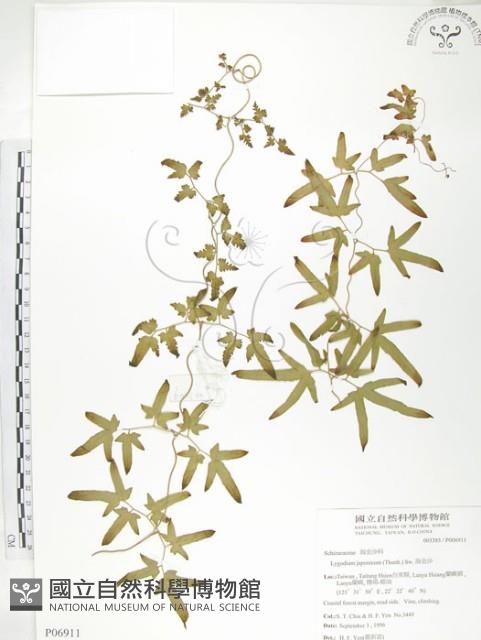 海金沙藏品圖，第1張