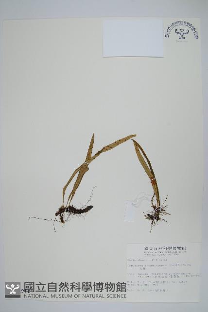 瓦葦藏品圖，第1張