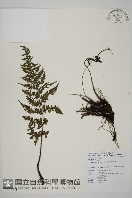 愛德氏肋毛蕨藏品圖，第1張