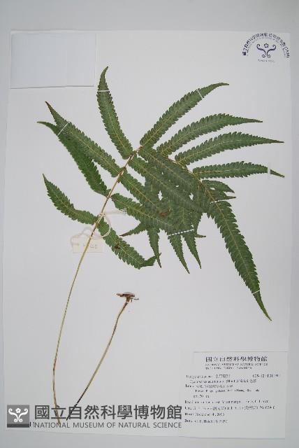 毛蕨藏品圖，第1張