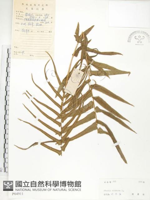 鱗蓋鳳尾蕨藏品圖，第1張