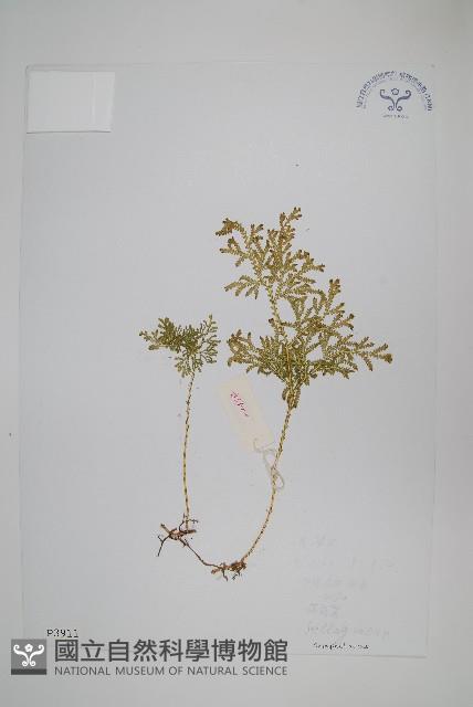 登錄號:P003911藏品圖，第1張