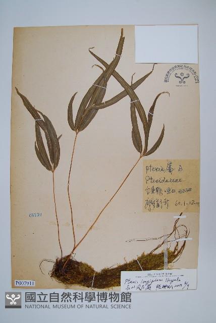 長葉鳳尾蕨藏品圖，第1張