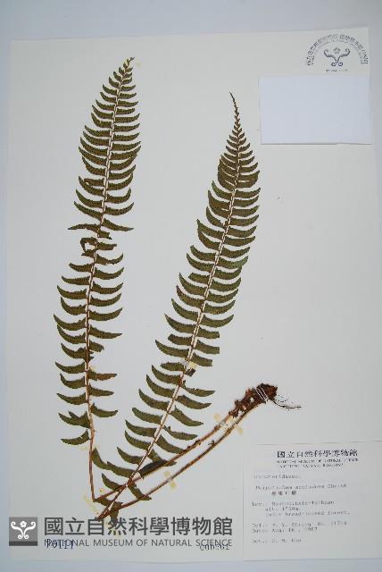 臺東耳蕨藏品圖，第1張