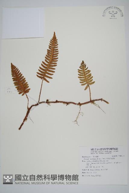 馬來陰石蕨藏品圖，第1張