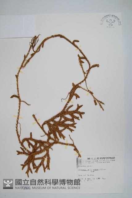 石松藏品圖，第1張