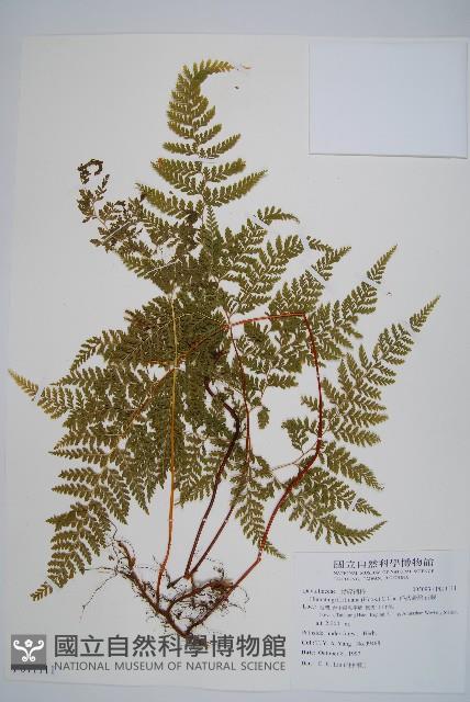 碗蕨藏品圖，第1張