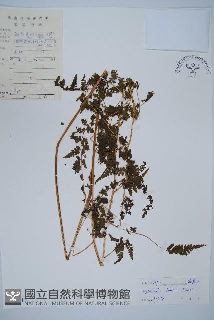 華南鱗蓋蕨藏品圖，第1張