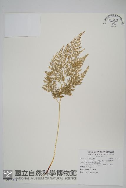 高山金粉蕨藏品圖，第1張