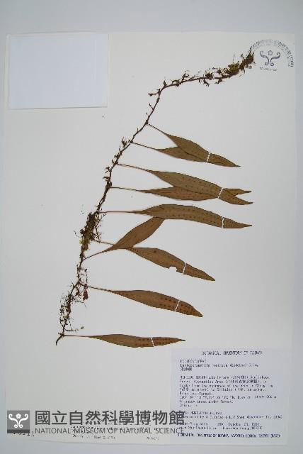 骨牌蕨藏品圖，第1張