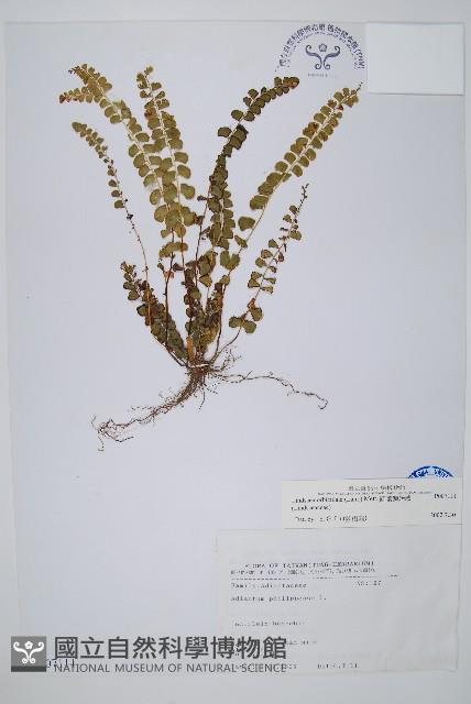 圓葉陵齒蕨藏品圖，第1張