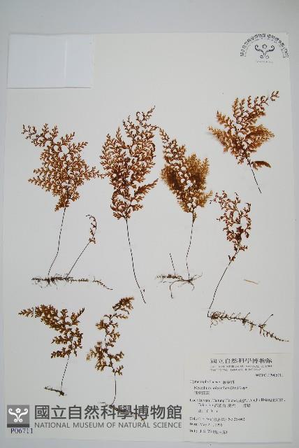 細葉蕗蕨藏品圖，第1張