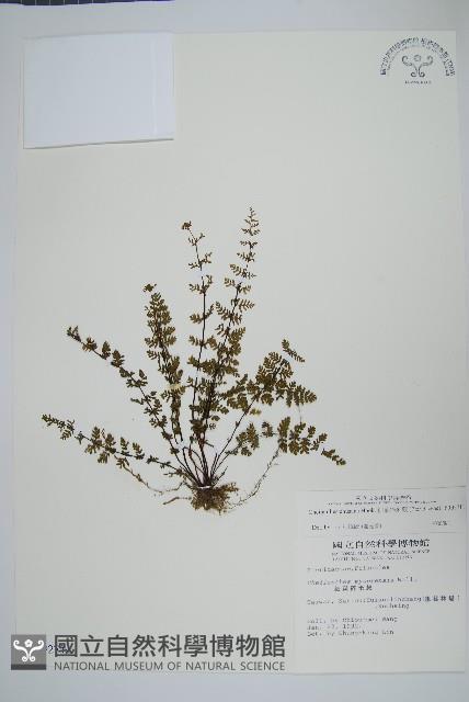 細葉碎米蕨藏品圖，第1張